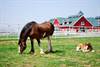La Russa the Clydesdale