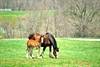 La Russa the Clydesdale 