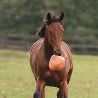 Going Kronos boll