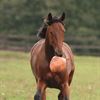 Going Kronos boll