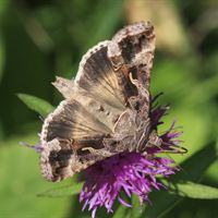 Nattfjärilen Gammafly