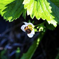 Humla på jordgubbsblomma.