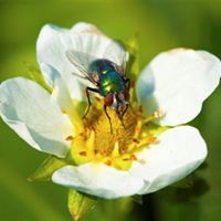 Fluga på jordgubbsblomma.