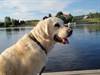 Golden retriever. Foto Peter Lindqvist