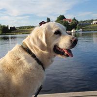 Golden retriever. Foto Peter Lindqvist