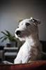 Jack russell 2