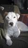 Jack russell