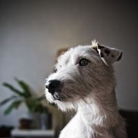 Jack russell 2