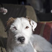 Jack russell
