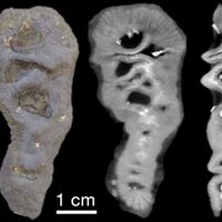Fossil från Gabon