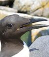 Sillgrissla, foto Thord Fransson Naturhistoriska riksmuseet