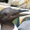 Sillgrissla, foto Thord Fransson Naturhistoriska riksmuseet