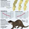 Färdig nyhetsgrafik om utter från Naturhistoriska riksmsueet