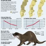 Färdig nyhetsgrafik om utter från Naturhistoriska riksmsueet