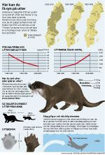 Färdig nyhetsgrafik om utter från Naturhistoriska riksmsueet