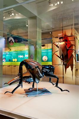Sjungande insekter