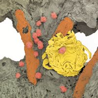 Nytt fossilfynd