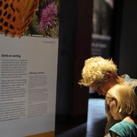 Tranströmers insektssamling Naturhistoriska riksmuseet