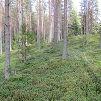 Terrängbild