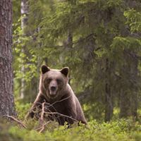 SJF Brown Bear MG 1054