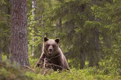 SJF Brown Bear MG 1054