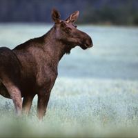 Moose 0041