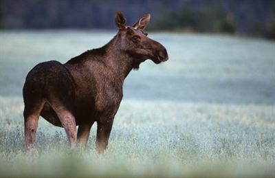 Moose 0041