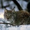 Lynx 20021 jpg