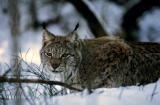 Lynx 20021 jpg