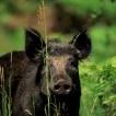 Wild 20Boar 200037 jpg
