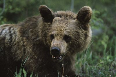 Brown Bear 034