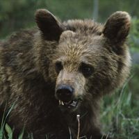 Brown Bear 034