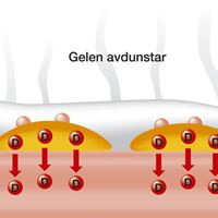 Gelformula