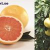 grapefrukt highres pressutskick