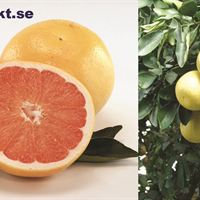 grapefrukt highres pressutskick