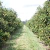 Florida grapefruktodling