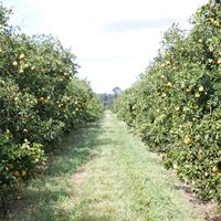 Florida grapefruktodling
