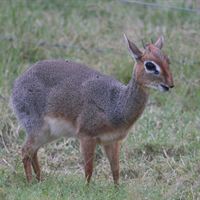 Kirks_dik-dik_Givskud_Zoo