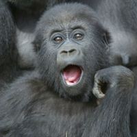 Gorillaunge_Givskud_Zoo