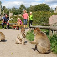 GIVSKUDZOO_Berberabeanlæg