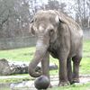 GIVSKUDZOO_elefanten_Jumba_med_bold