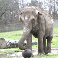 GIVSKUDZOO_elefanten_Jumba_med_bold
