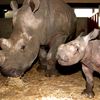 GIVSKUD_ZOO_Zola_2005
