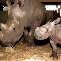 GIVSKUD_ZOO_Zola_2005