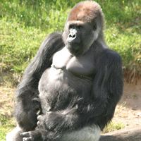 GIVSKUD_ZOO_gorillaen_ Samson