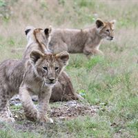 Løveunger_Givskud_Zoo