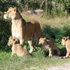 Hunløve_unger_Givskud_Zoo