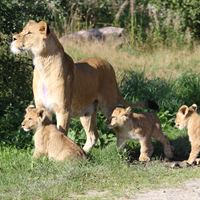 Hunløve_unger_Givskud_Zoo