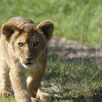 Løveunge_Givskud_Zoo