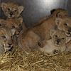 GIVSKUD_ZOO_Sekslinger